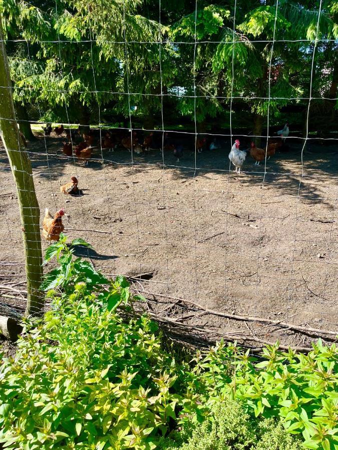 Agroturystyka Nad Jeziorem Silickim Ilinscy Silice Buitenkant foto