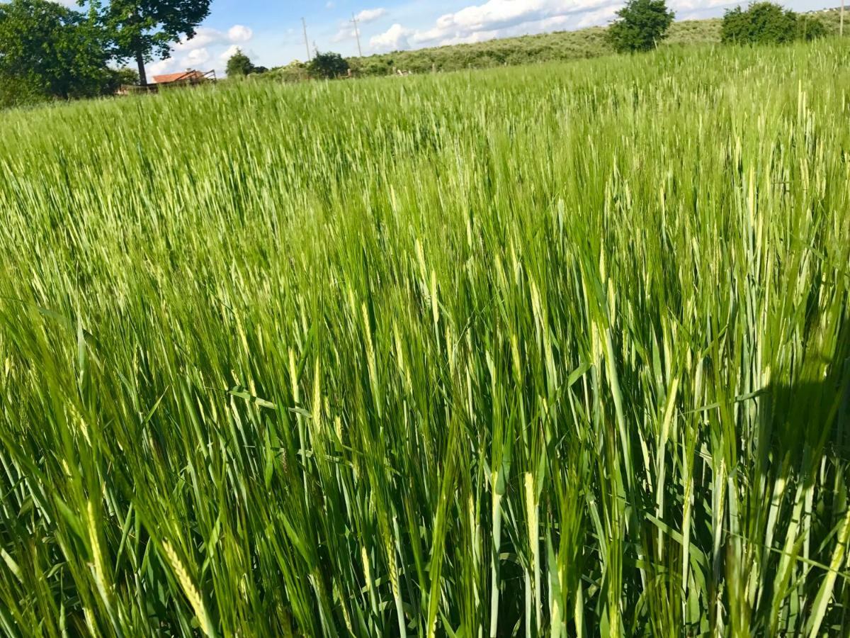 Agroturystyka Nad Jeziorem Silickim Ilinscy Silice Buitenkant foto